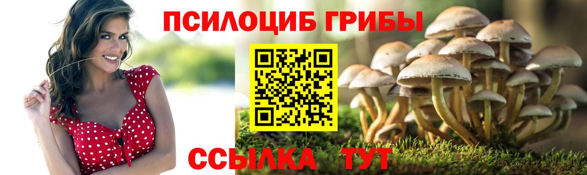 Галлюциногенные грибы Psilocybe Краснодар